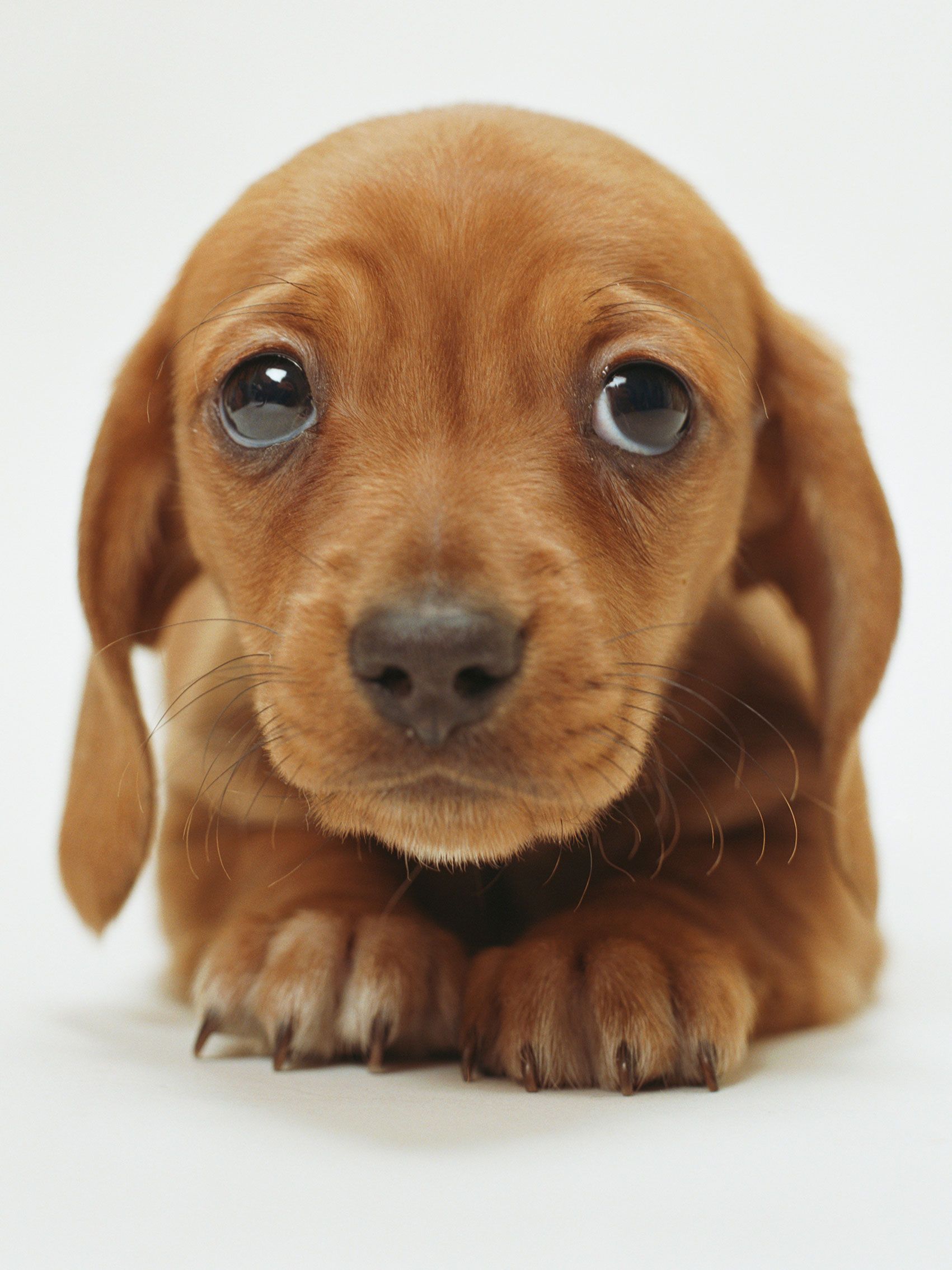latest (1701×2268). Cute animals, Cute dog photo, Puppies