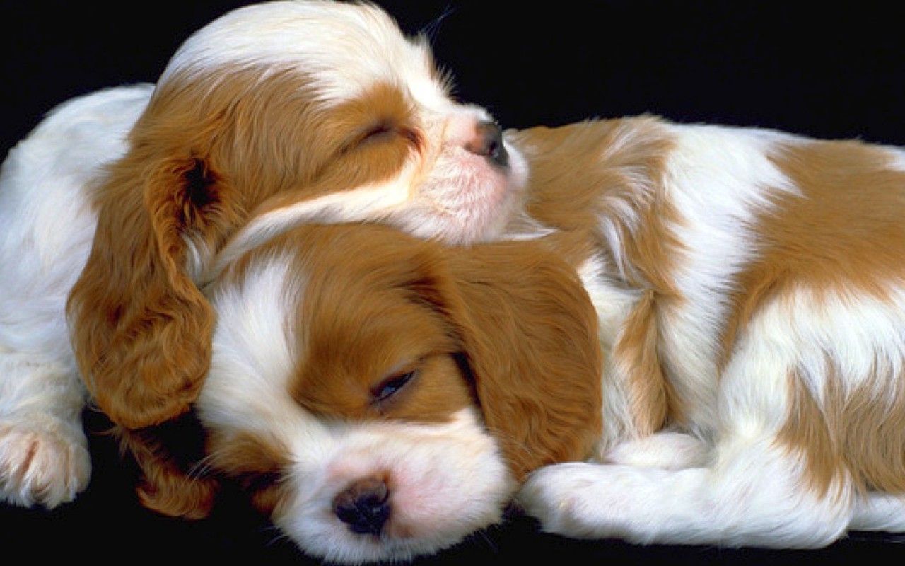 Free download HD puppies picture puppies image puppy photo puppies wallpaper [1280x800] for your Desktop, Mobile & Tablet. Explore Dog Picture Wallpaper. Free Wallpaper of Dogs, Free Desktop Wallpaper