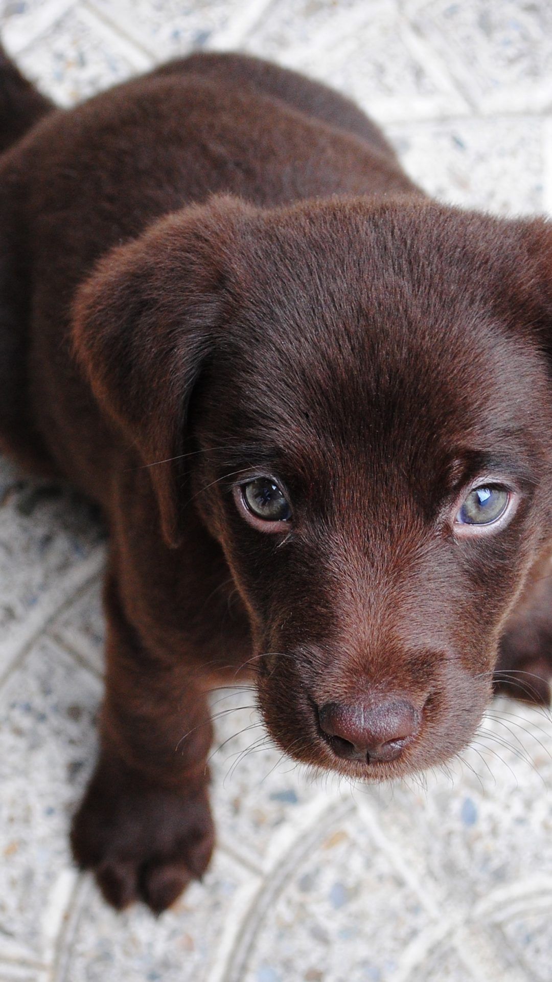 Cute Brown Labrador Puppy HD Wallpaper