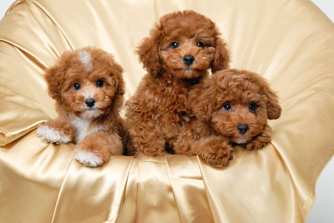 Free Poodle Puppy Wallpaper
