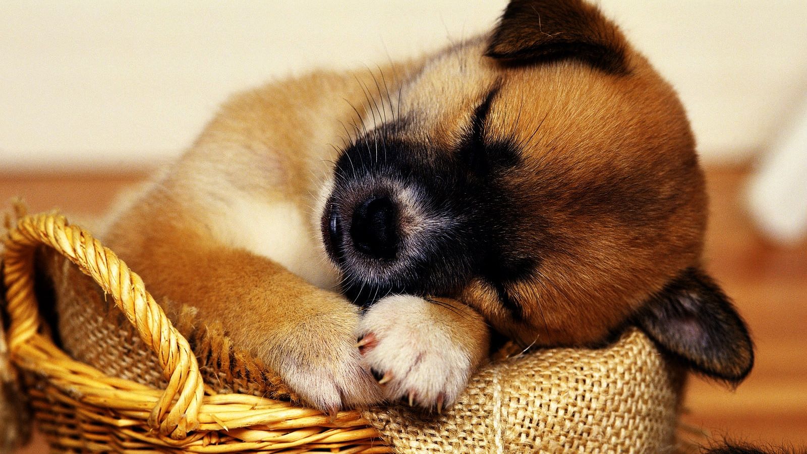 Cute Puppy Wallpaper HD