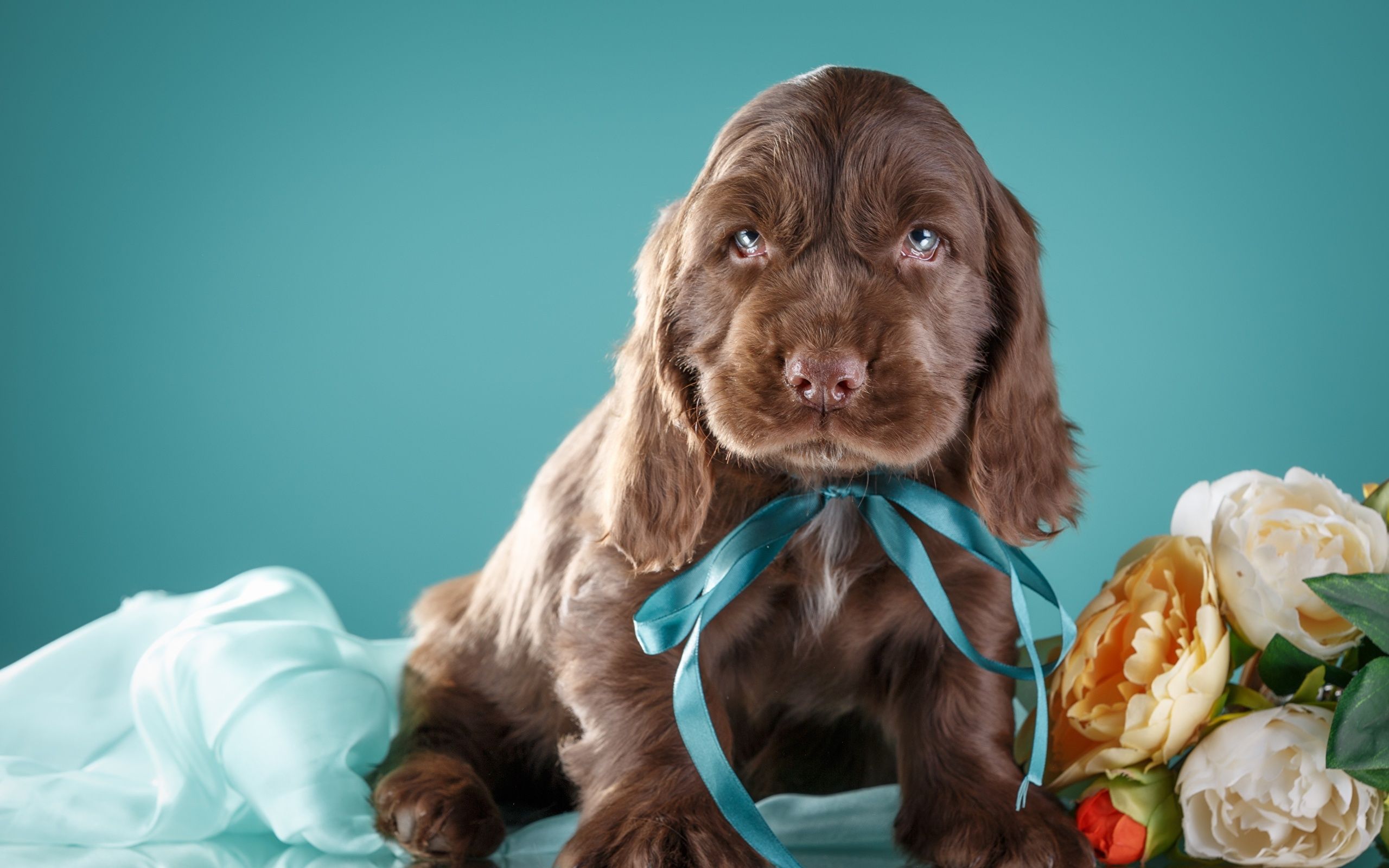 Desktop Wallpaper puppies Spaniel dog Brown Animals 2560x1600