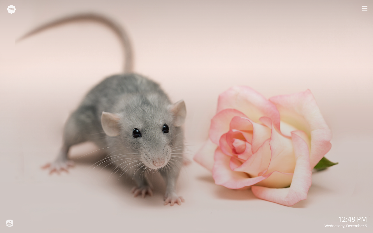 My Cute Rat HD Wallpaper New Tab