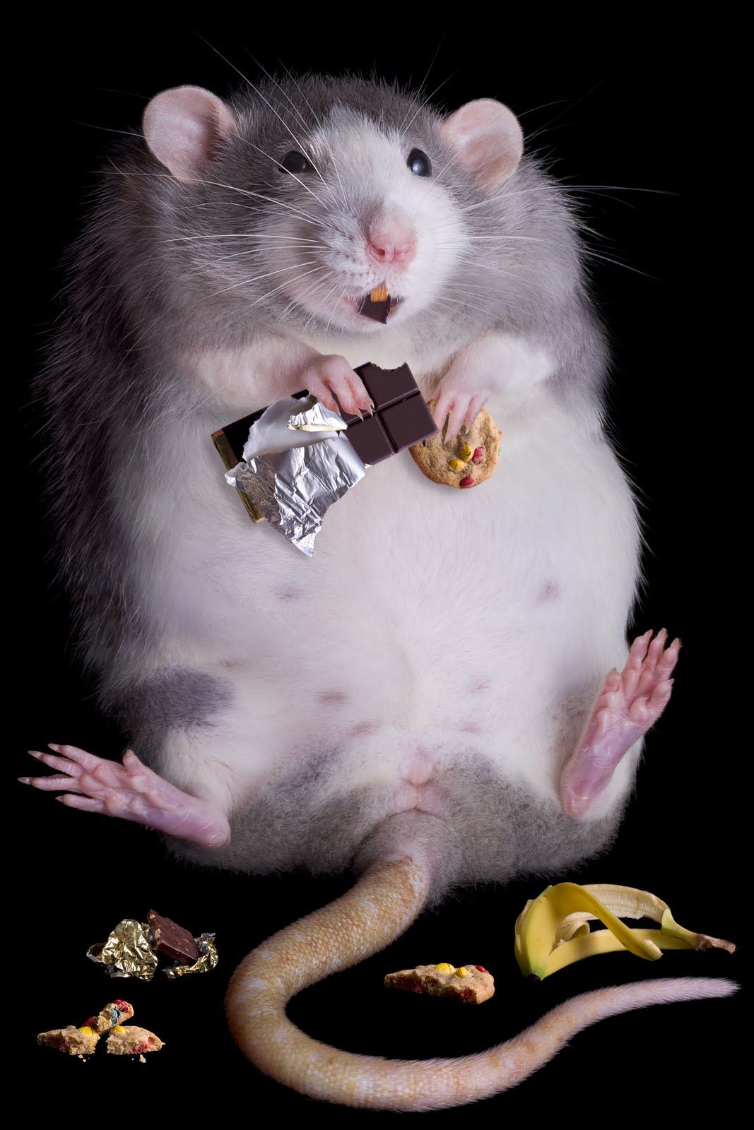 Cute Rat Wallpapers - Top Free Cute Rat Backgrounds - WallpaperAccess