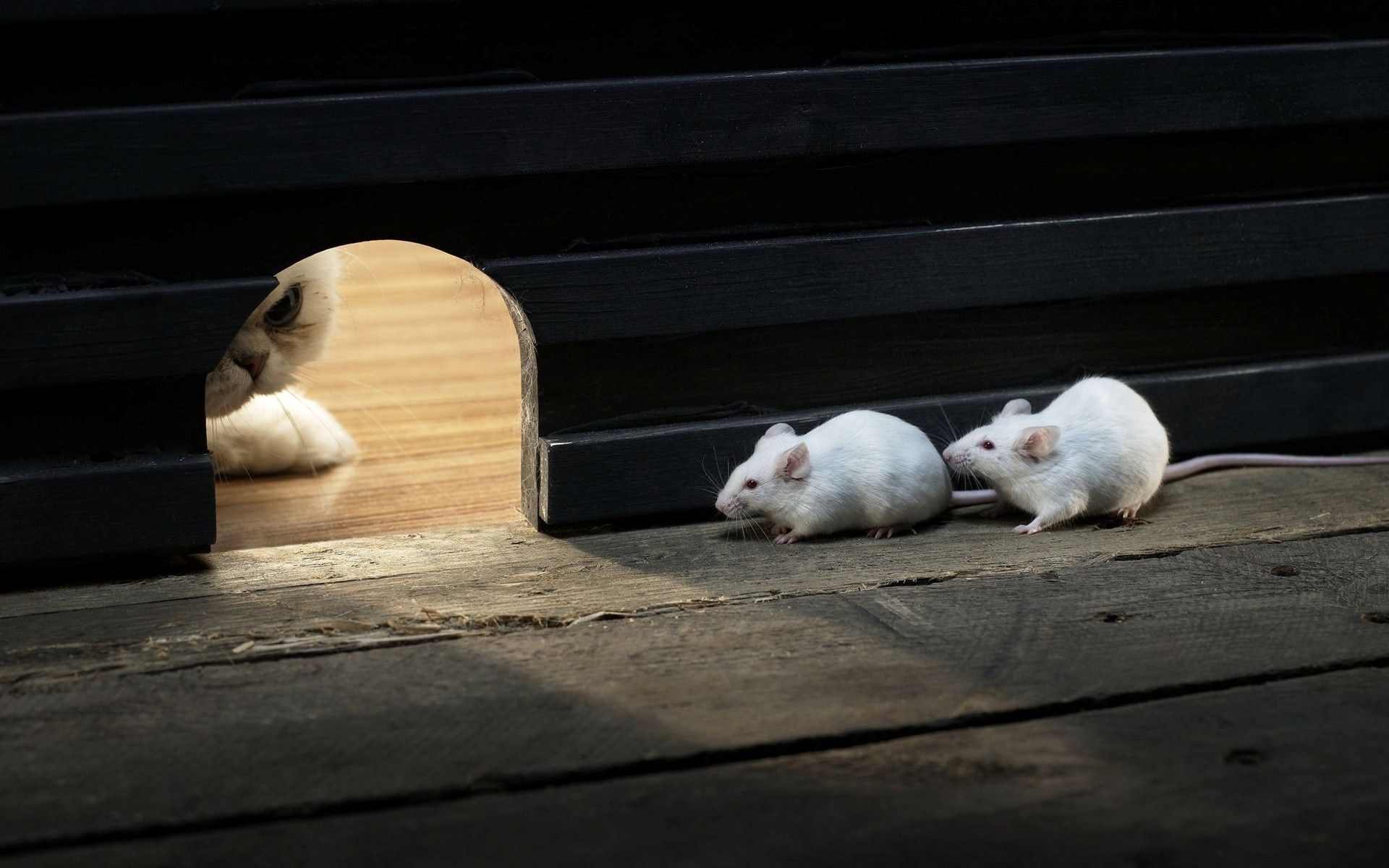 Two Cute Funny Mouse in Their Home Hidden from Cat HD Wallpaper