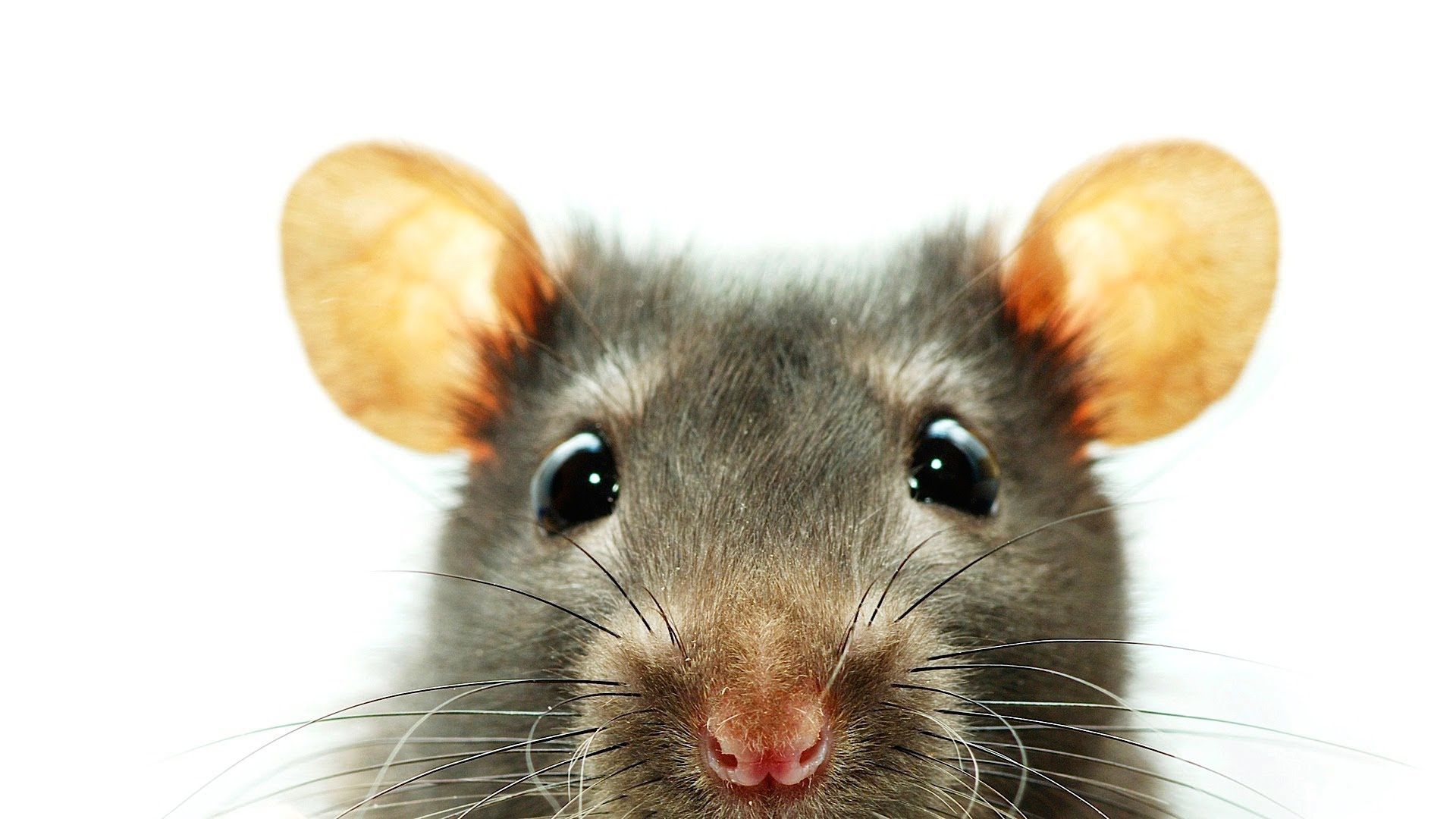Hand Rat, Dumbo Rat, Pets on a White Background, a Very Cute Rat, a Rat Has  a Rose Stock Image - Image of handsome, mammal: 136861071