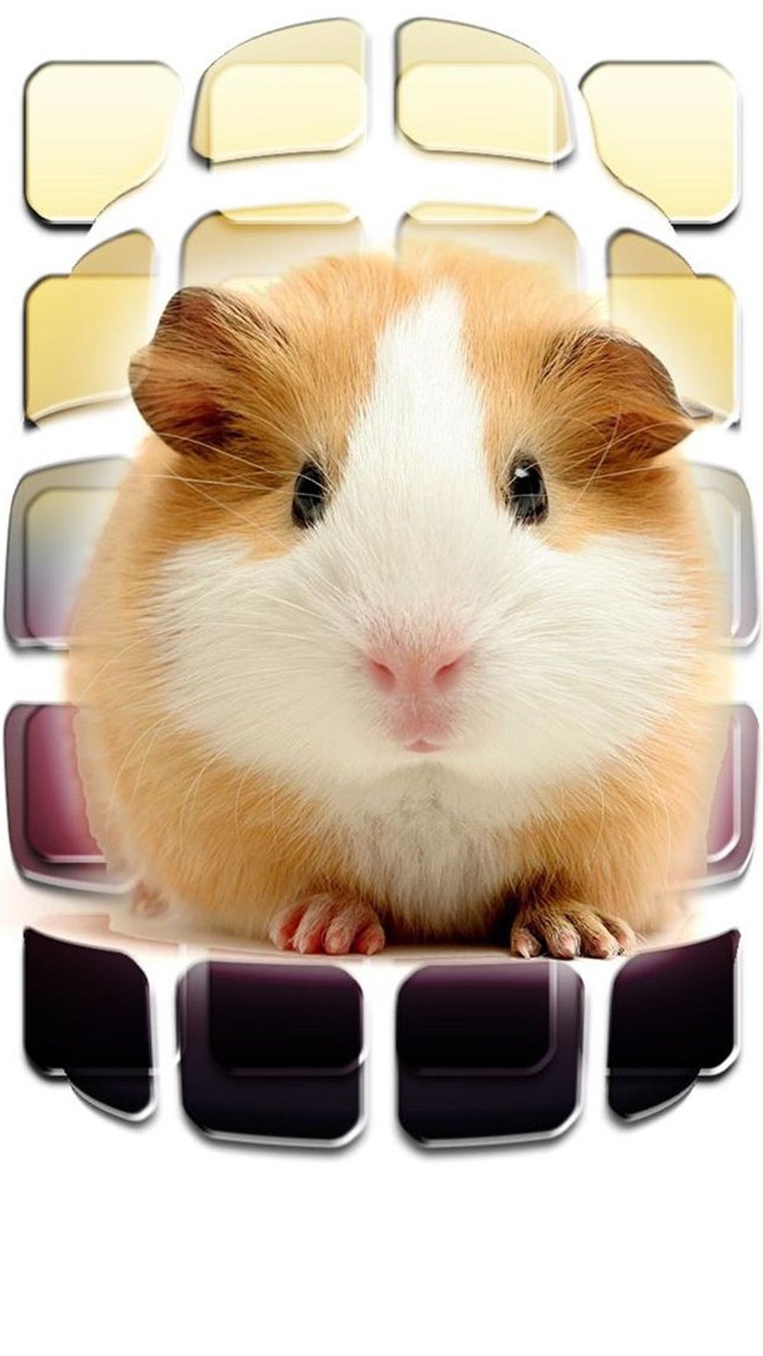 Cute Little Rat Macro iPhone 8 Wallpaper Free Download