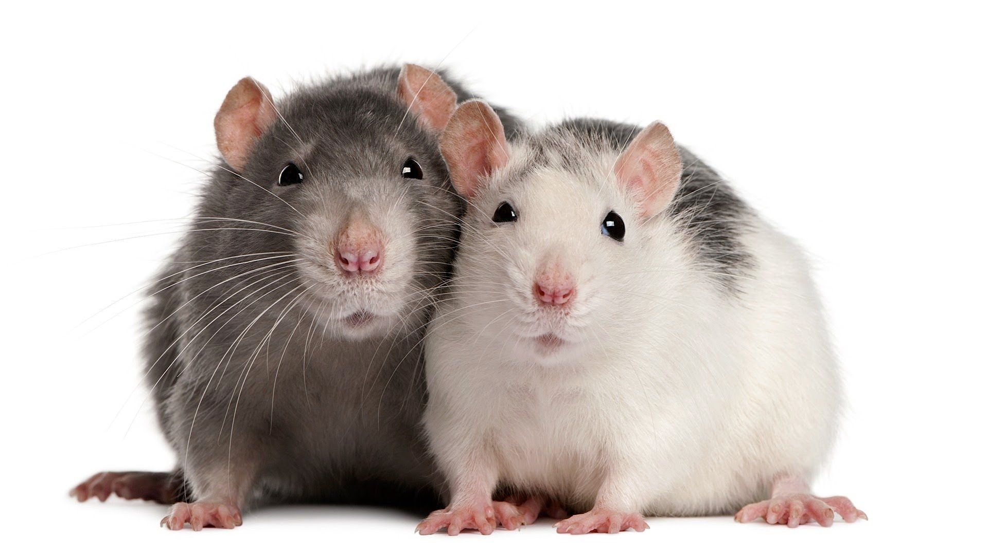Free download How to Understand Rat Sounds Pet Rats [1920x1080] for your Desktop, Mobile & Tablet. Explore Rat Wallpaper. Rat Rod Wallpaper Desktop, Rat Rod Truck Wallpaper, Rat Fink Wallpaper
