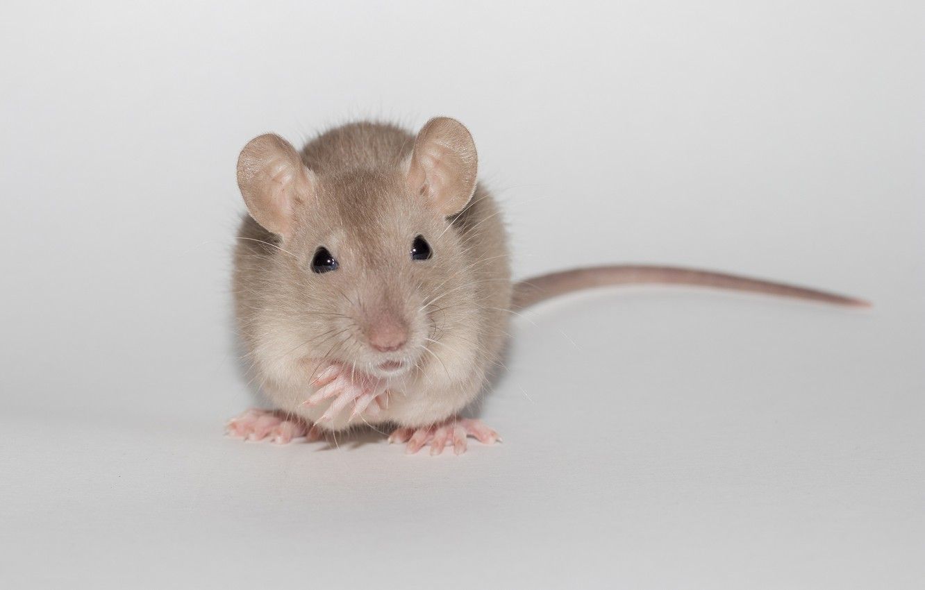 Wallpaper animal, cute, light background, rat image for desktop, section животные