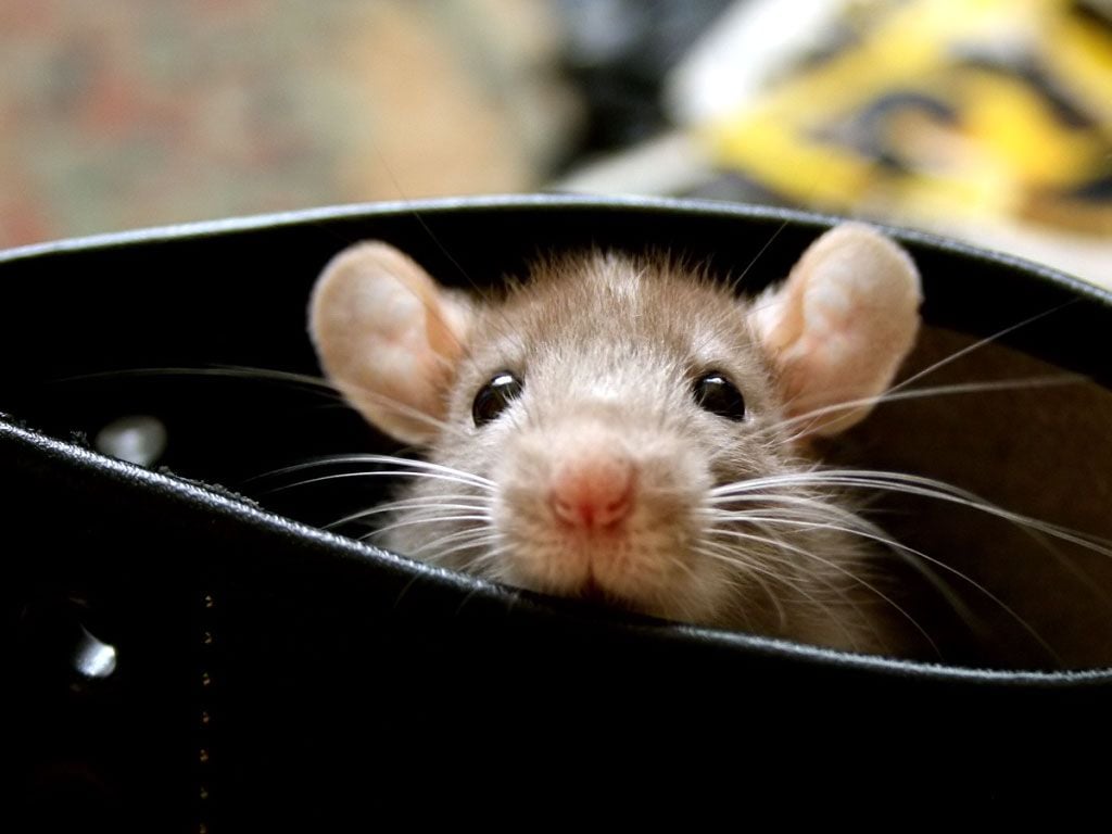 Cute Rat Peeking HD Wallpaper