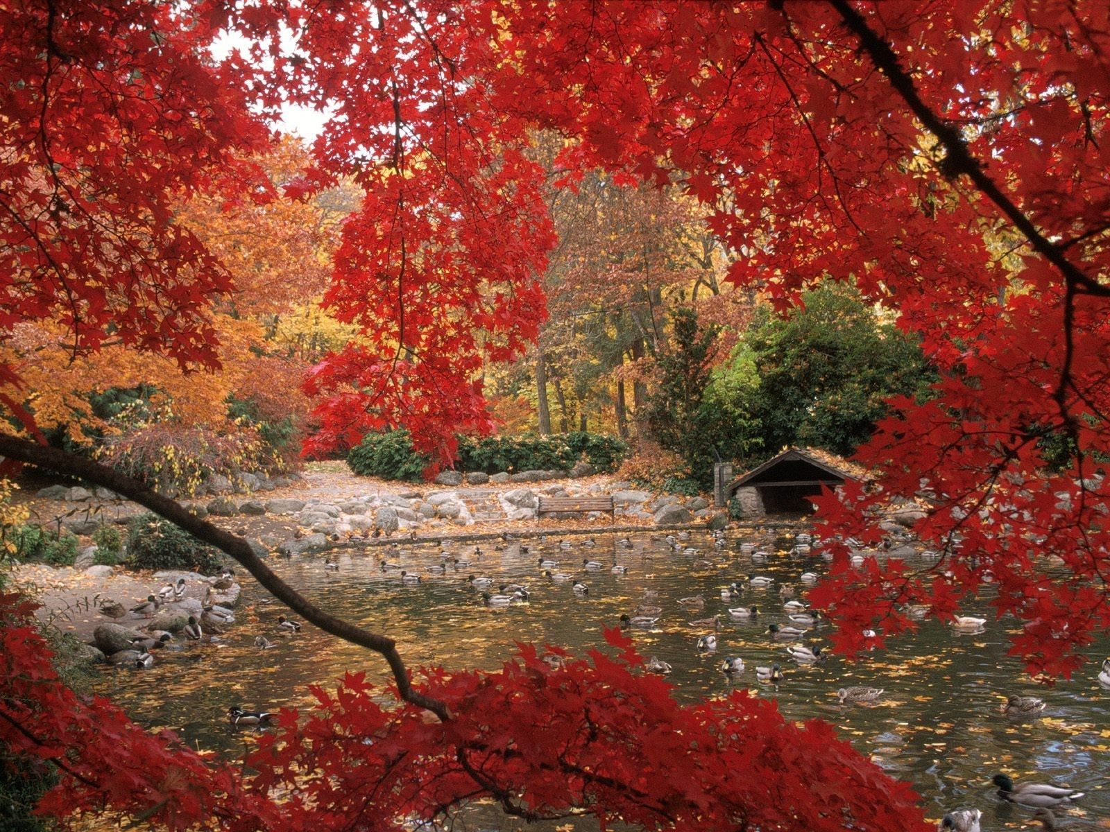 Lithia Park in Autumn, Ashland, Oregon. Desktop wallpaper fall, Fall desktop background, Ashland oregon