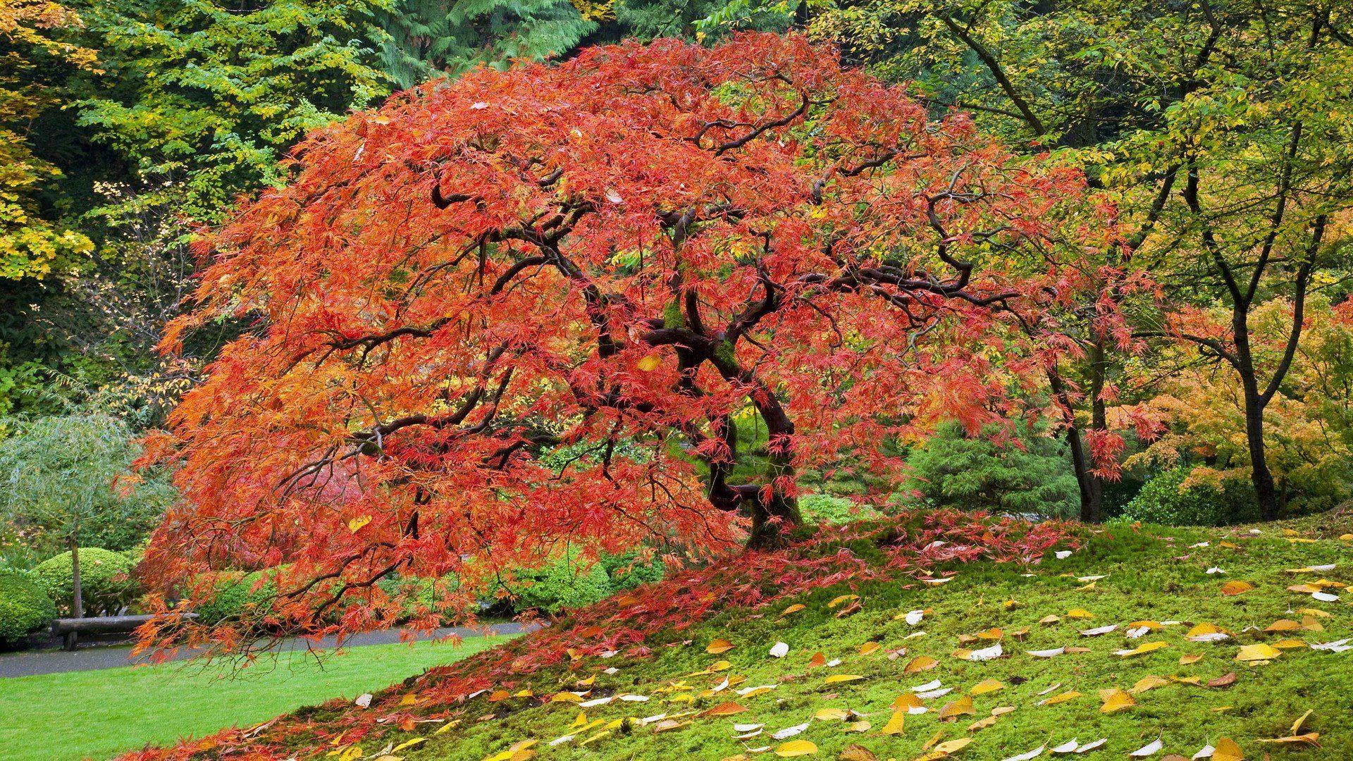 Autumn Japanese Oregon Portland wallpaperx1080
