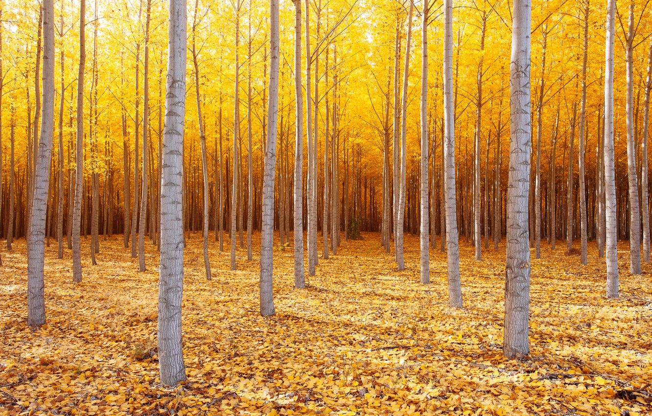 Wallpaper autumn, trees, nature, USA, October, Eastern Oregon image for desktop, section природа
