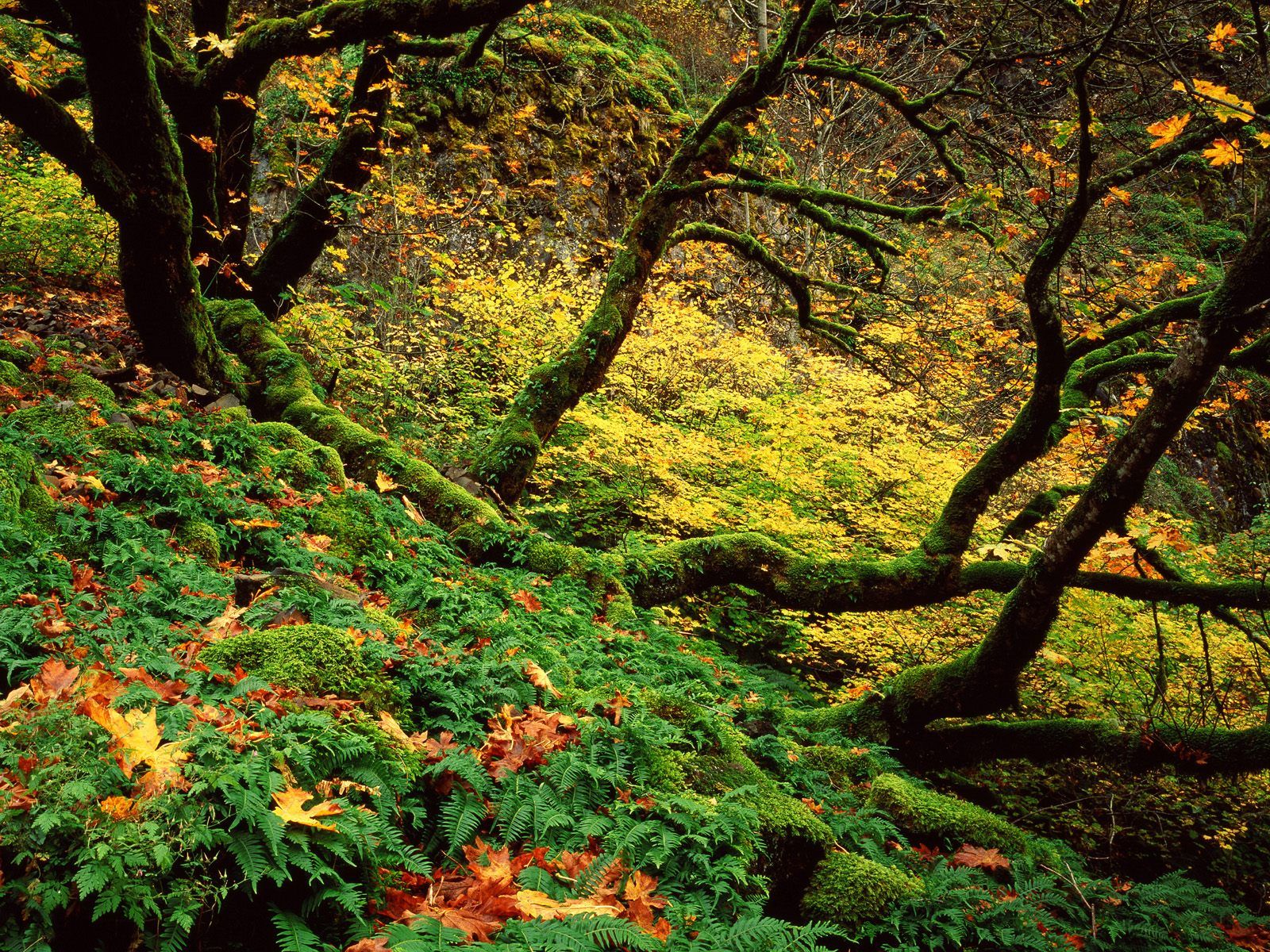 Big Leaf Maple And Ferns In Autumn, Columbia River Gorge, Oregon HD 1600x UXGA 1600x1200 Wallpaper Background Desktop, iphone & Android Free Download HD Wallpaper Background Desktop, iphone