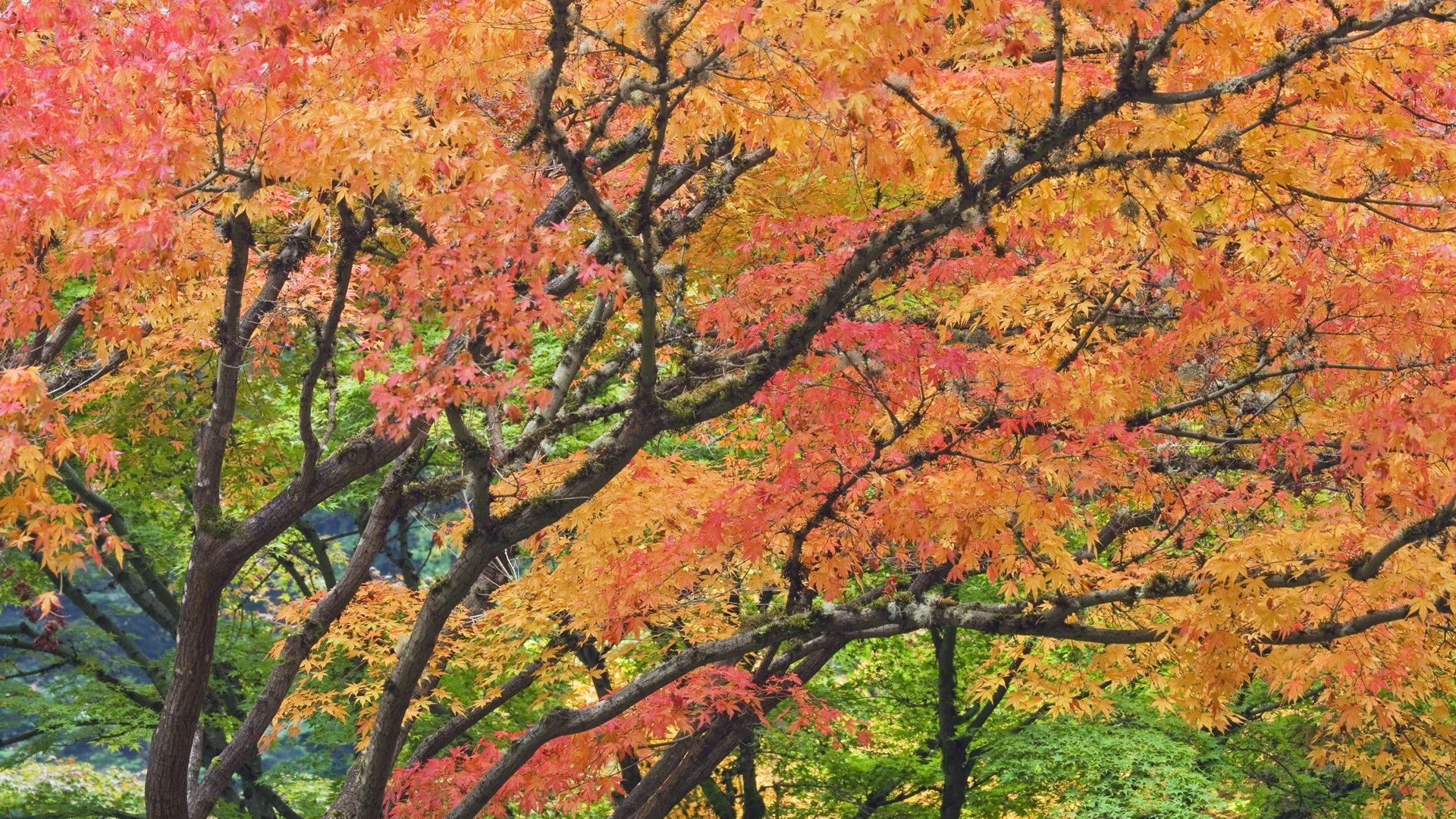 Autumn garden Japanese Oregon Portland foliage wallpaperx1080
