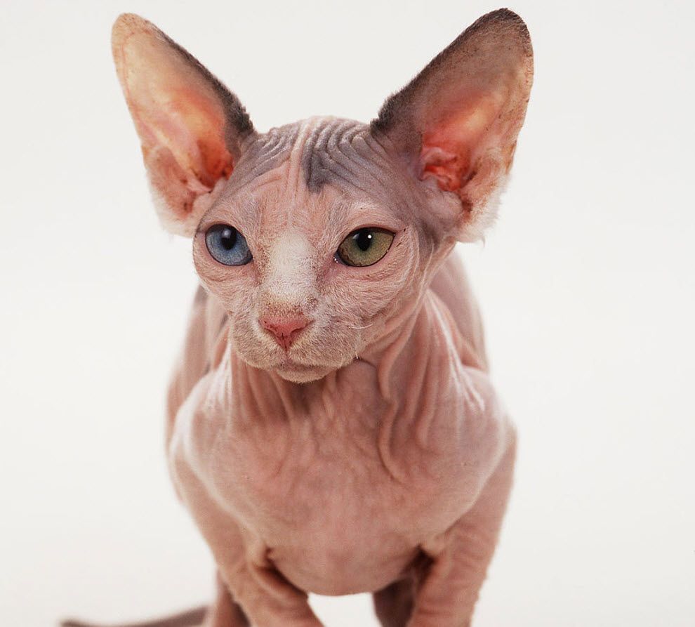 the ugliest cat in the world