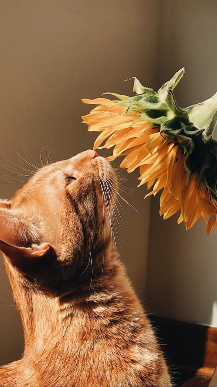 Cute cat wallpaper, Cat aesthetic, Cats