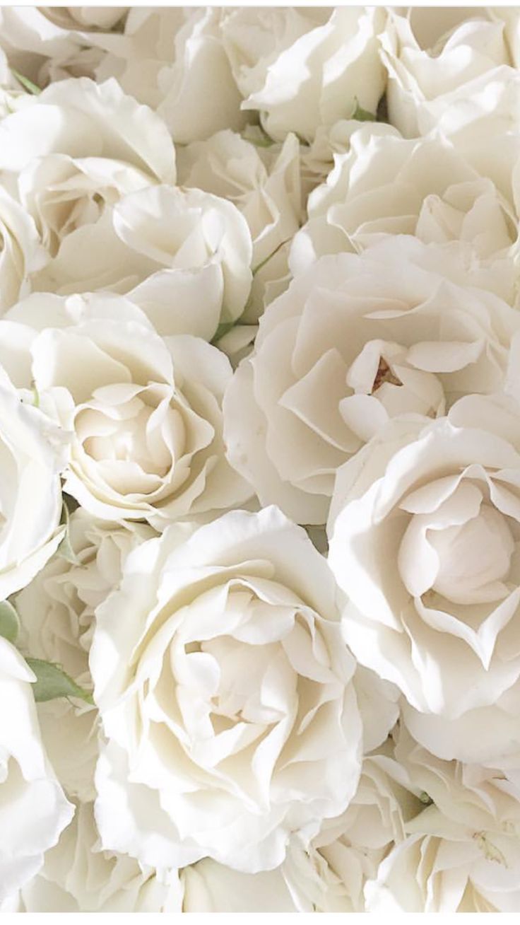 White Roses Favorites - #Favorites #floral #Roses #White. Flower aesthetic, Flower background wallpaper, Flower background iphone