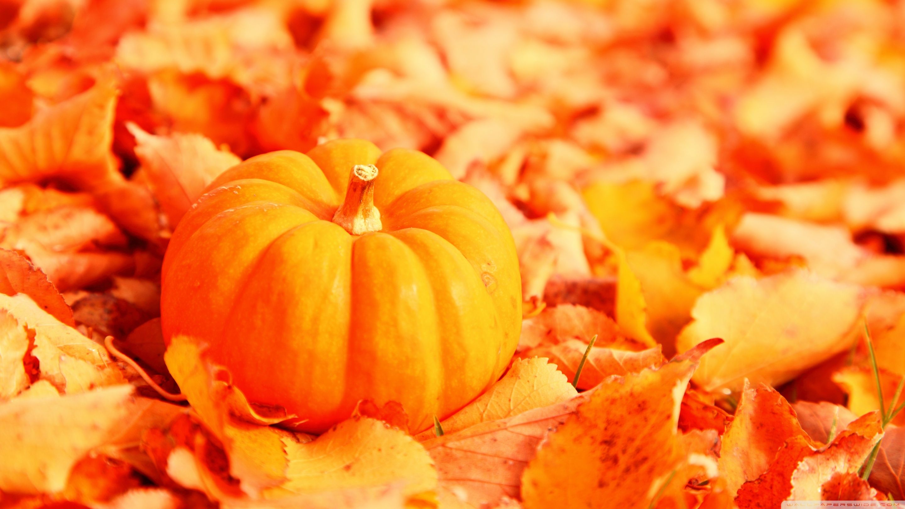 Pumpkin And Autumn Leaves Ultra HD Desktop Background Wallpaper for 4K UHD TV, Tablet