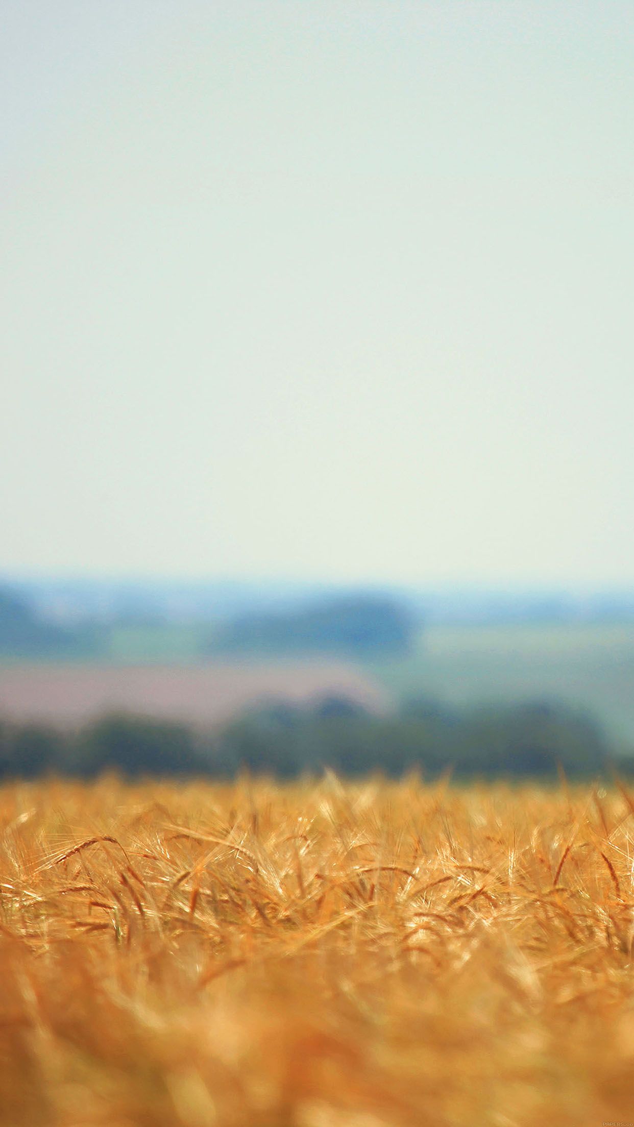 Zwind Field Flower Minimal Nature Android wallpaper HD wallpaper