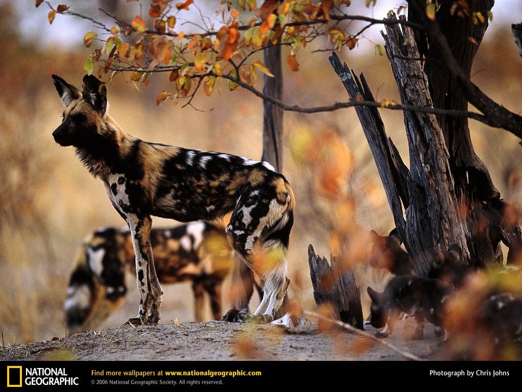 Free African Wild Dog Wallpaper