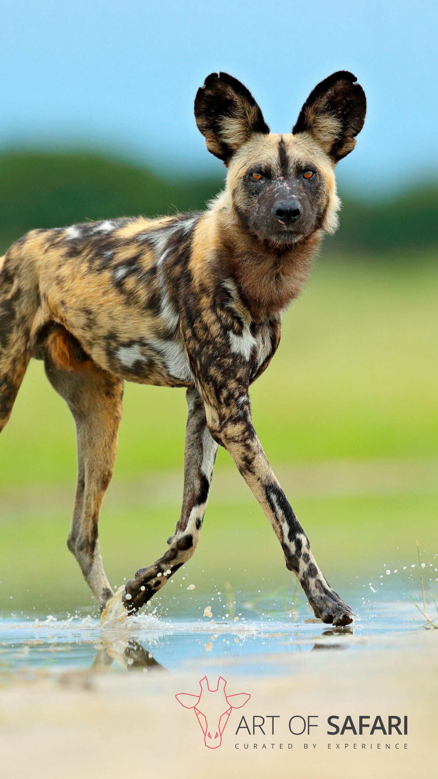 Wallpaper. An African Wild Dog Jogging Through A Puddle. Art Of Safari