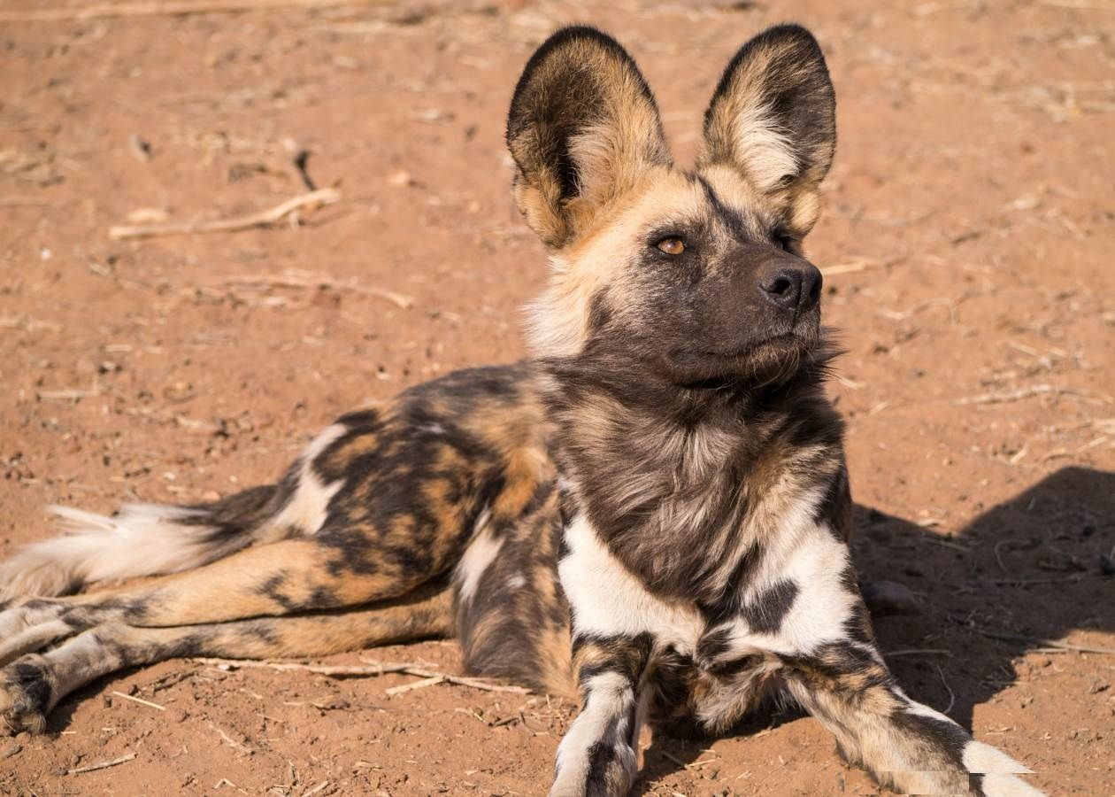 african wild dog high resolution wallpaper download african wild dog 1702 - African Wild Dog Wallpaper