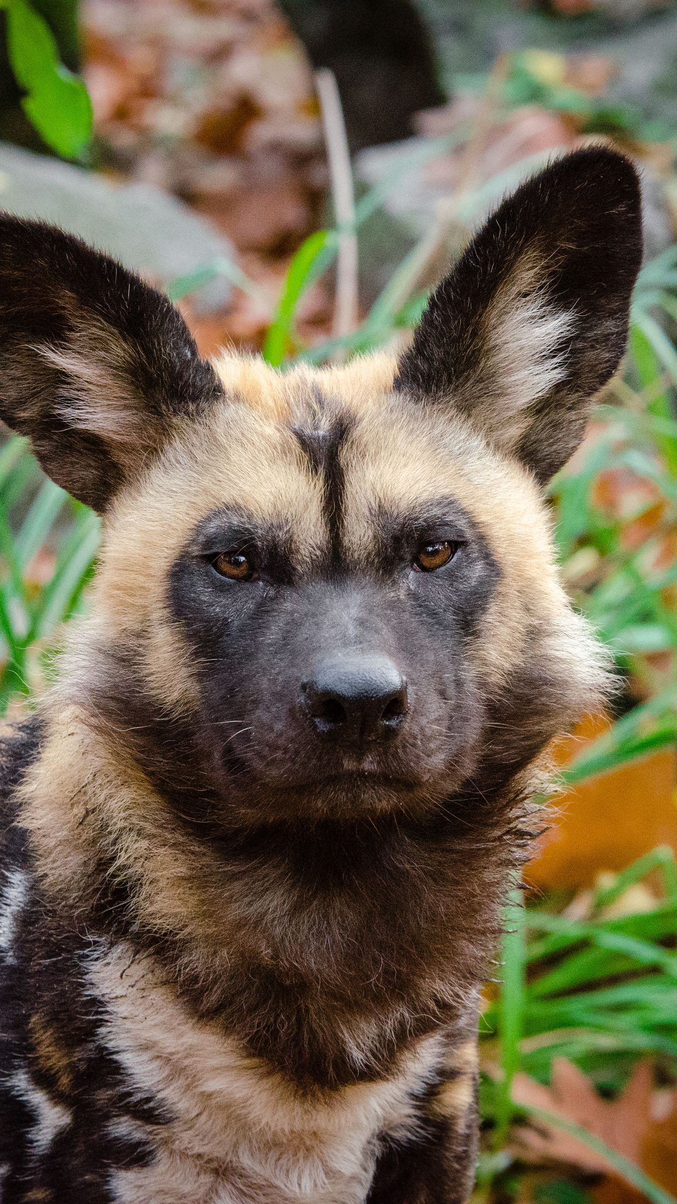 Download wallpaper 1350x2400 african wild dog, predator, muzzle iphone 8+/7+/6s+/for parallax HD background