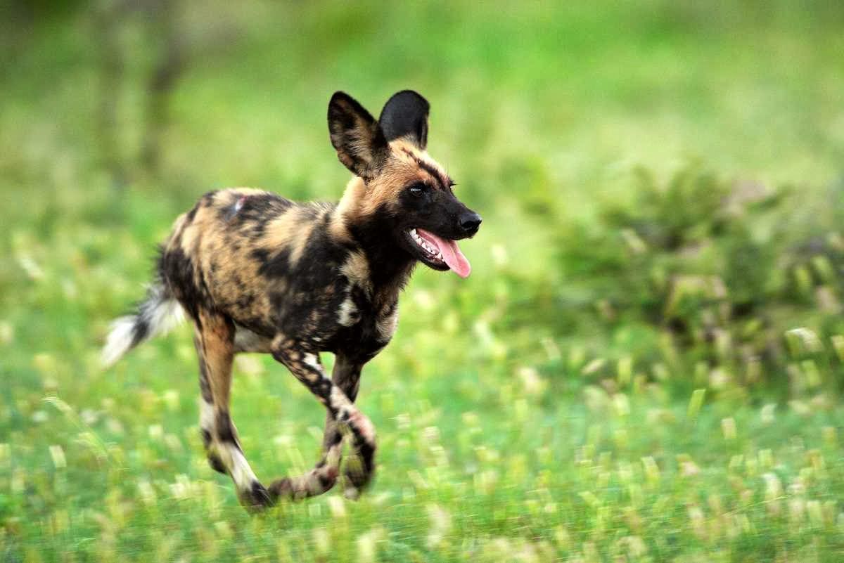 Dogs HD Photo, wild dogs picture, african wild dogs HD wallpaper 1848 - African Wild Dog Wallpaper