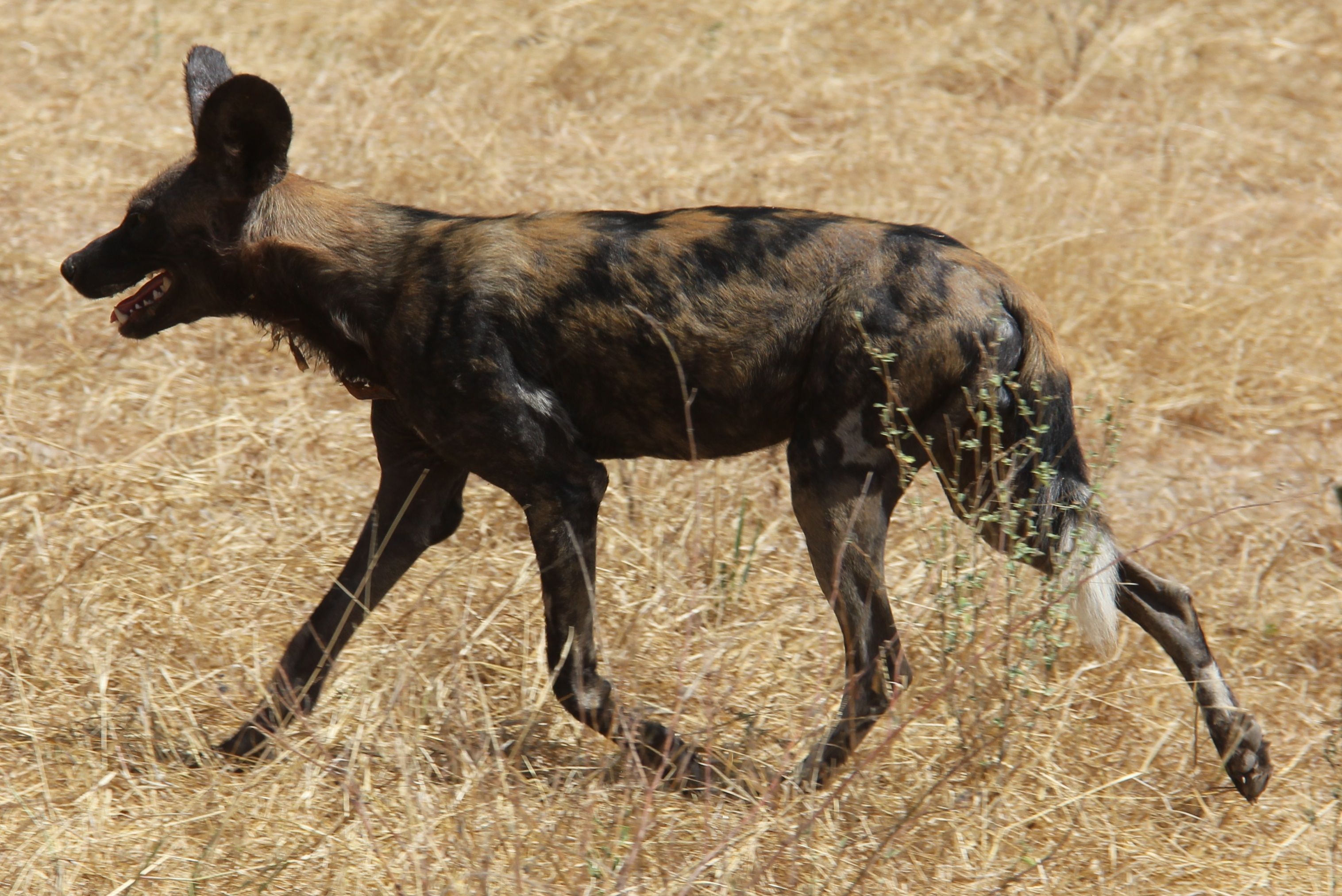 East African wild dog