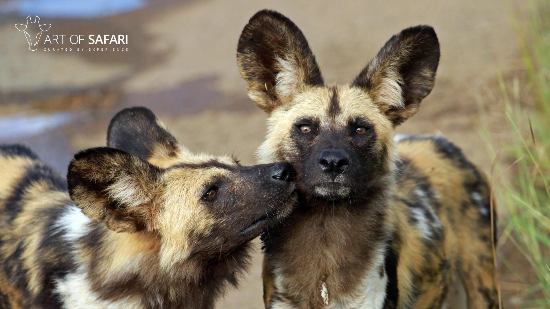 Wild Dogs Wallpapers Wallpaper Cave