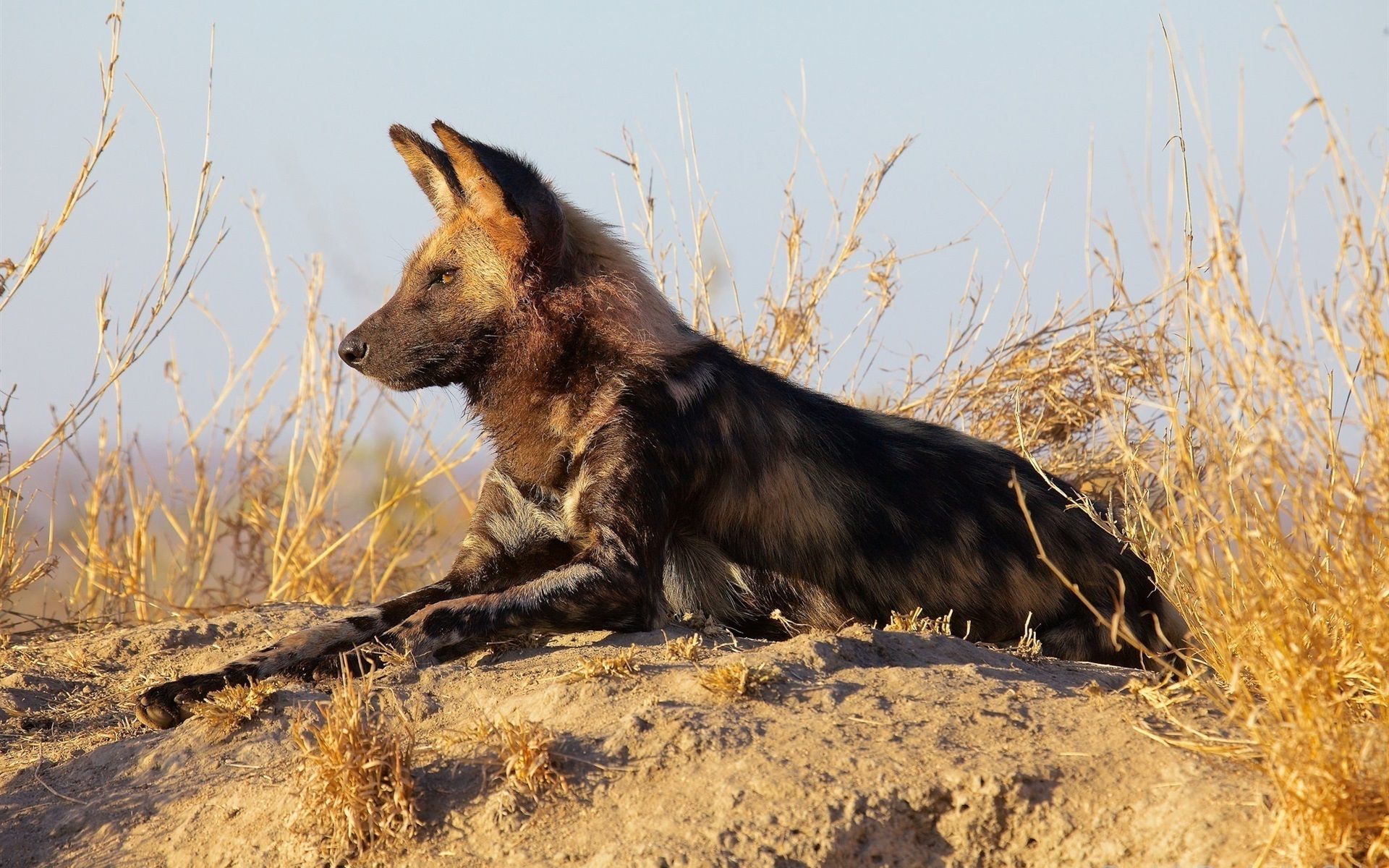 African Wild Dog Photography 640x1136 IPhone 5 5S 5C SE Wallpaper, Background, Picture, Image