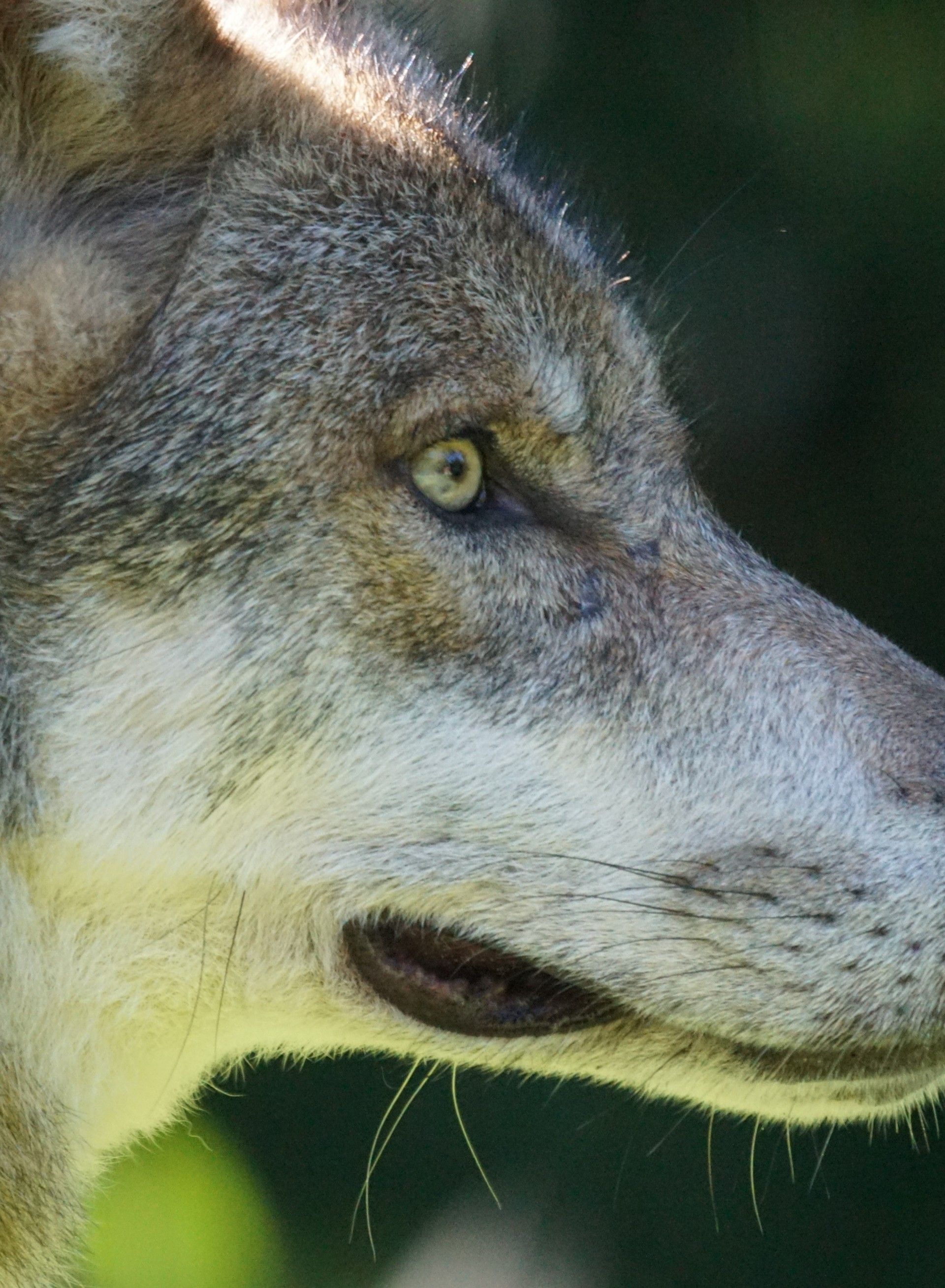 Download 1920x2615 Wolf, Profile View, Wild, Dogs, Muzzle Wallpaper