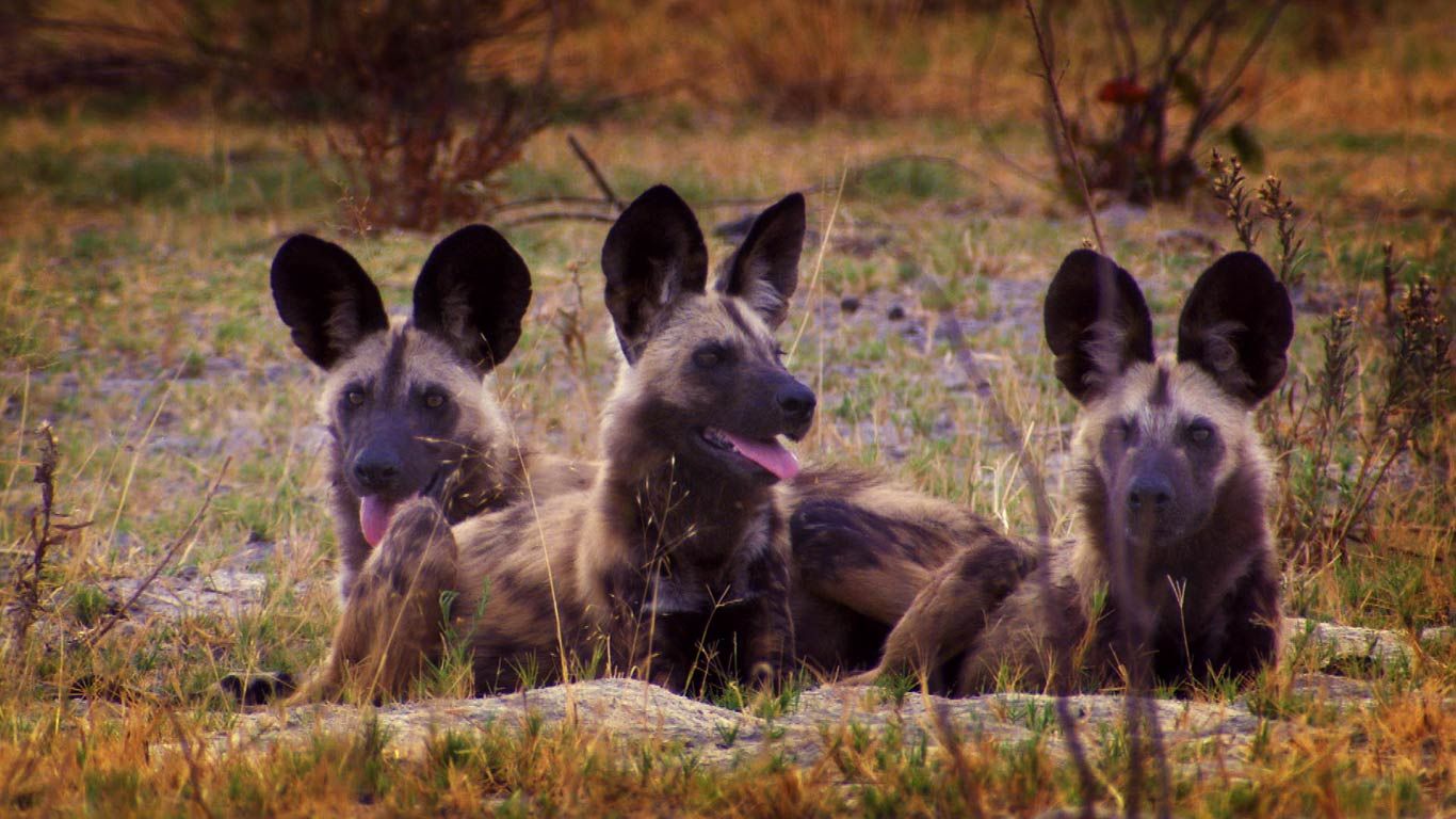 African wild dogs in Botswana (© Getty Image) (video)