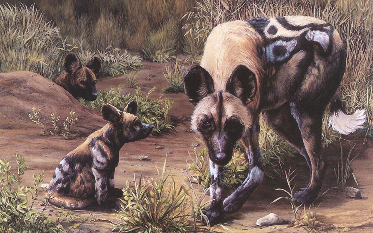 Tags, A, African Wild Dog Wallpaper HD Image, dogs 1996 - African Wild Dog Wallpaper