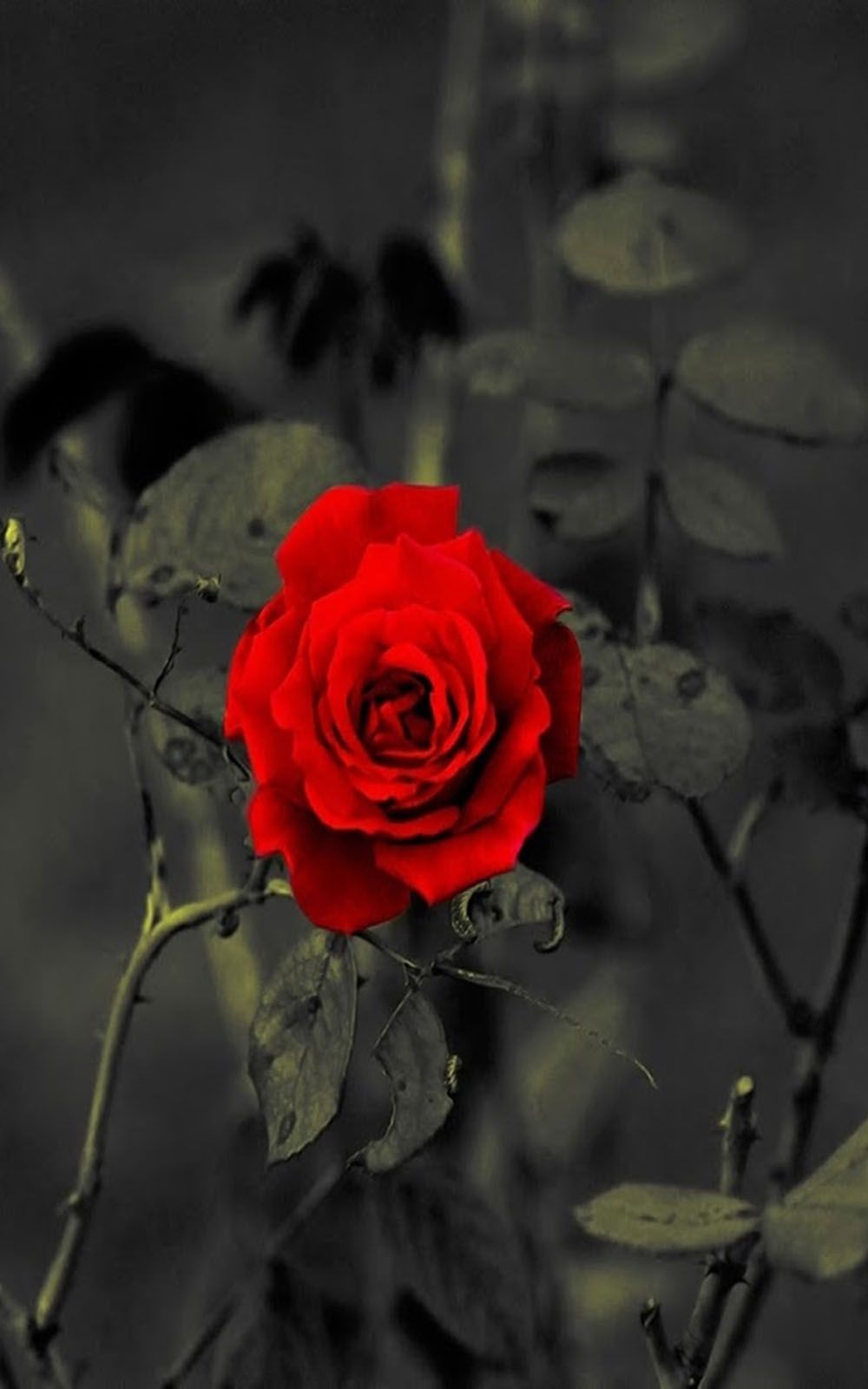 Red Rose Free HD Mobile Wallpaper