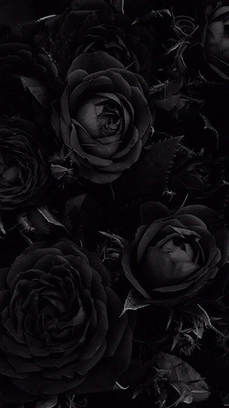Foto rose dark aesthetic