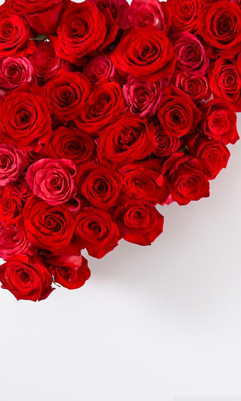 Red Roses on White Background Ultra HD Desktop Background Wallpaper for: Widescreen & UltraWide Desktop & Laptop, Multi Display, Dual Monitor, Tablet