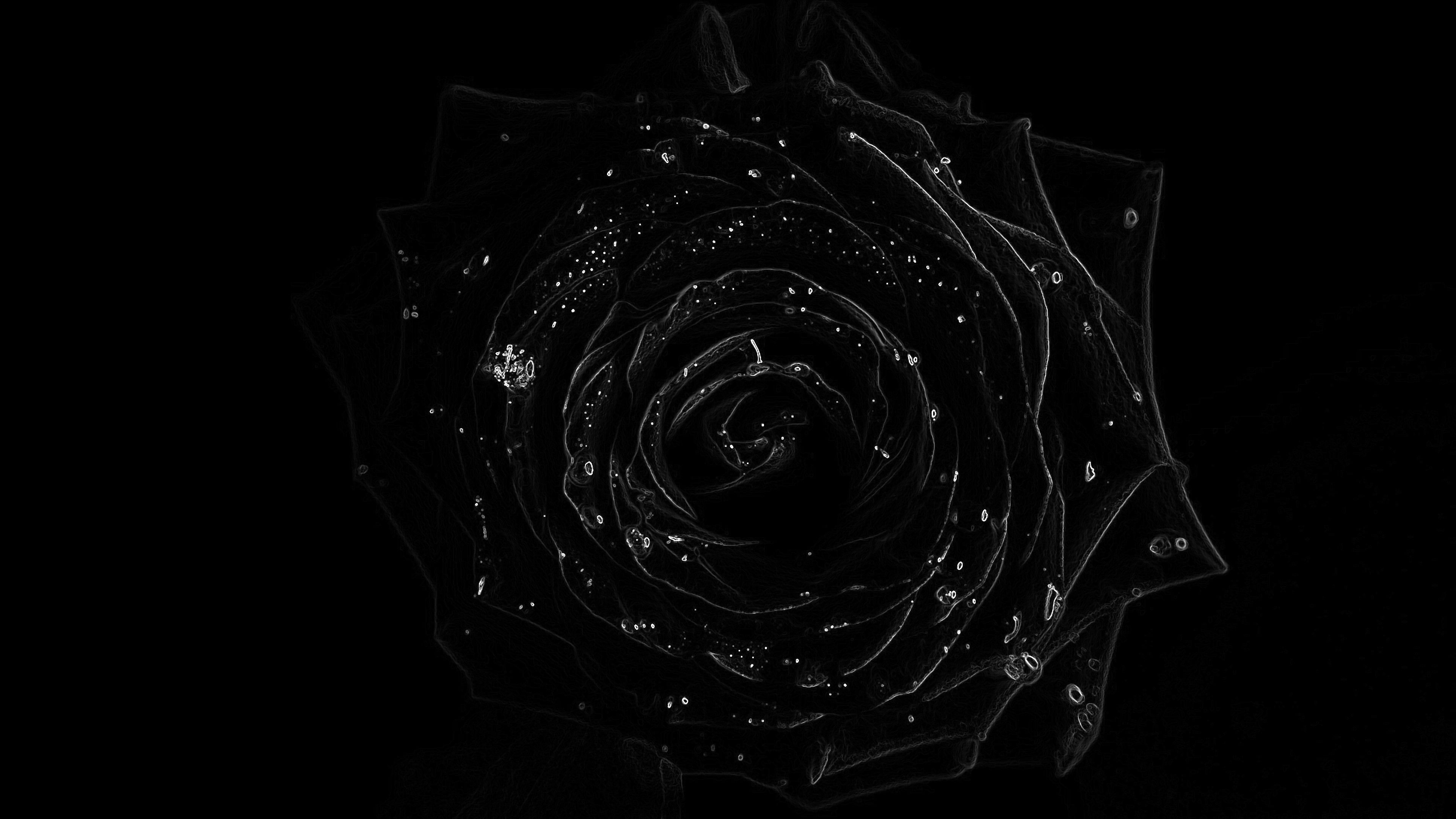 4k Wallpaper Black Rose