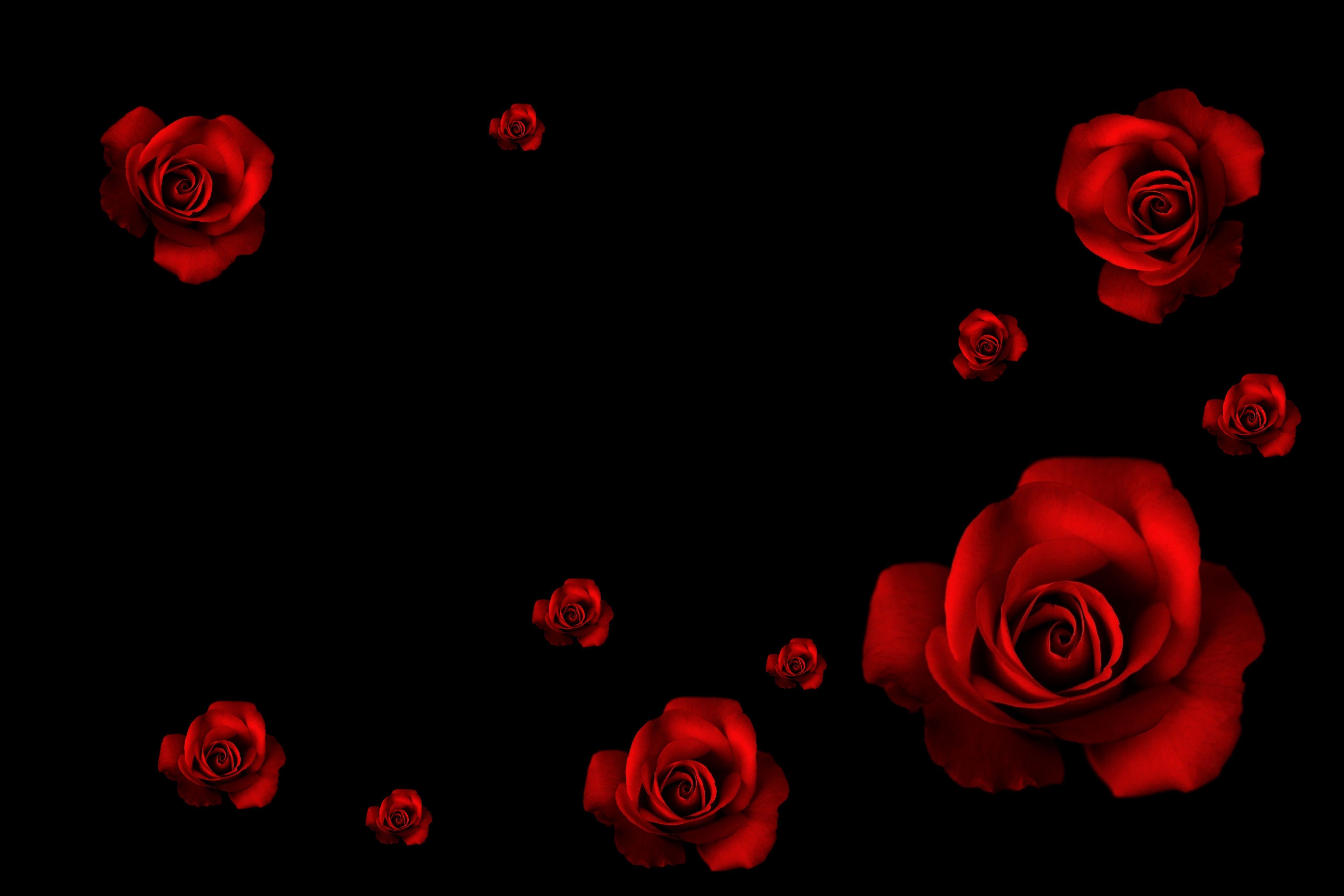 Red Rose Aesthetic Wallpapers on WallpaperDog.