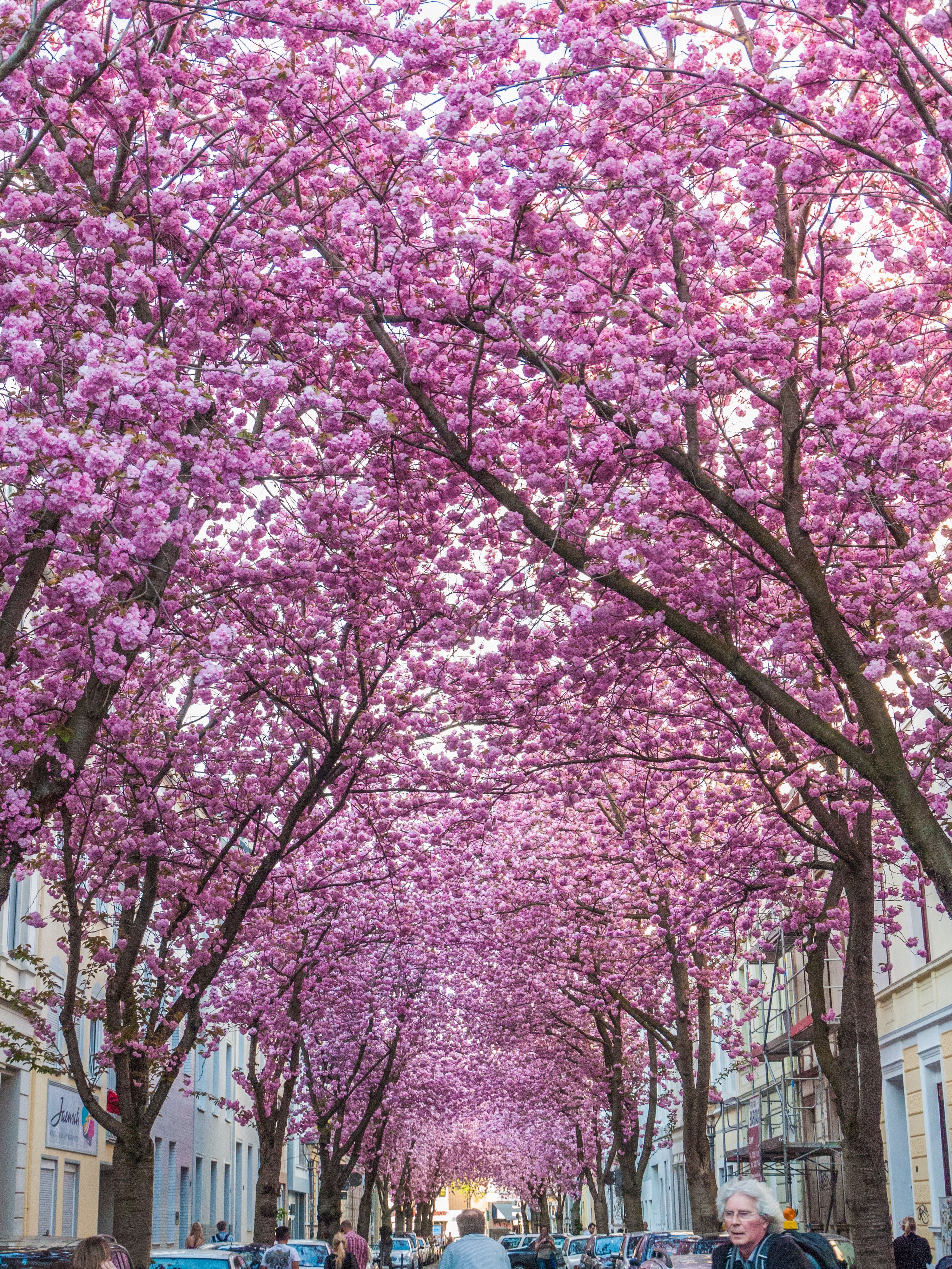 Heerstraße, Bonn 2013. Favorite Places & Spaces. Wallpaper, Garden, Wall