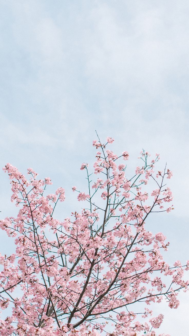 A cherry blossom wallpaper you can use to brighten up your phone. Shot in the beautiful city Bonn, in Ge. Zomerachtergronden, Achtergronden, Vintage achtergronden