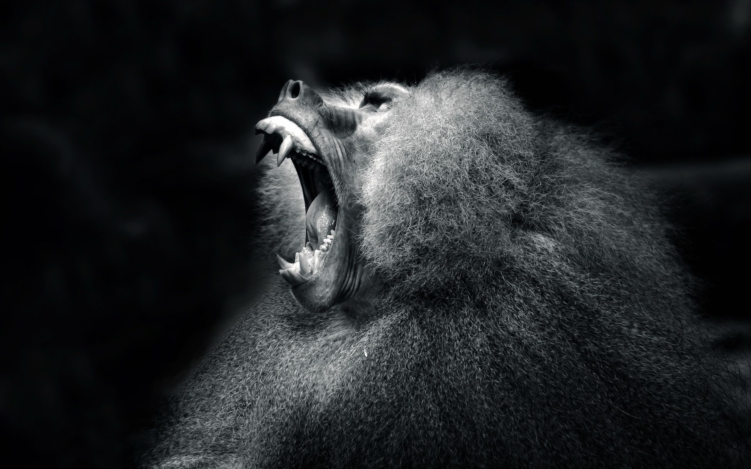 monkey, Nature, Dark, Scary, Fangs Wallpaper HD / Desktop and Mobile Background