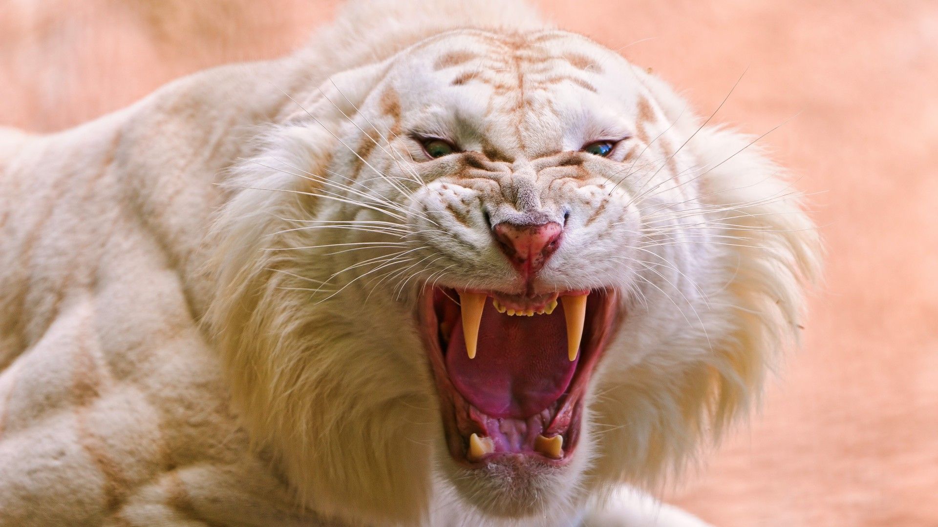 Wallpaper Roaring White Tiger, White Tiger, wild, fangs, Animals