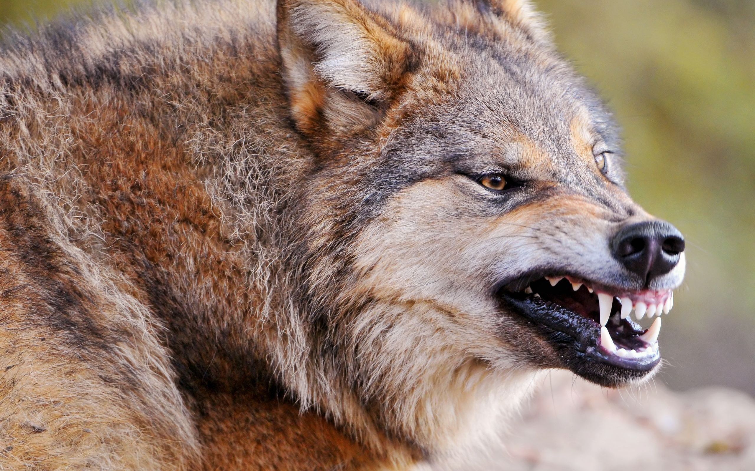 beast, wolf, grin, medic, fangs, predator, anger desktop wallpaper 48474