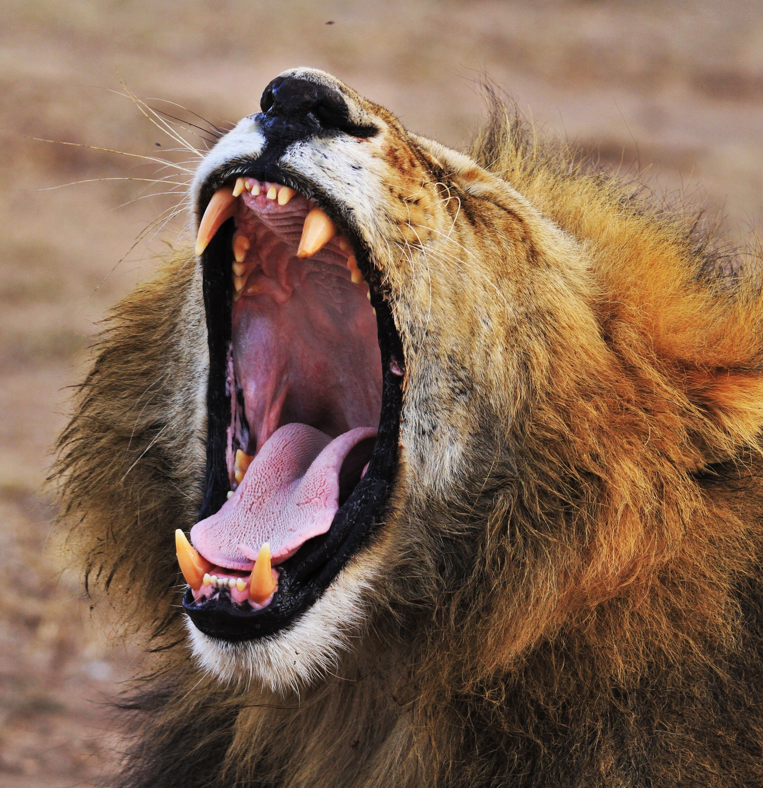 3248x3355 #bokeh, #africa, #mane, #fangs, #fang, #roar, #lion, #closeup, #nature, #safari, #mouth, #wildlife, #teeth, #Free picture. Mocah.org HD Desktop Wallpaper