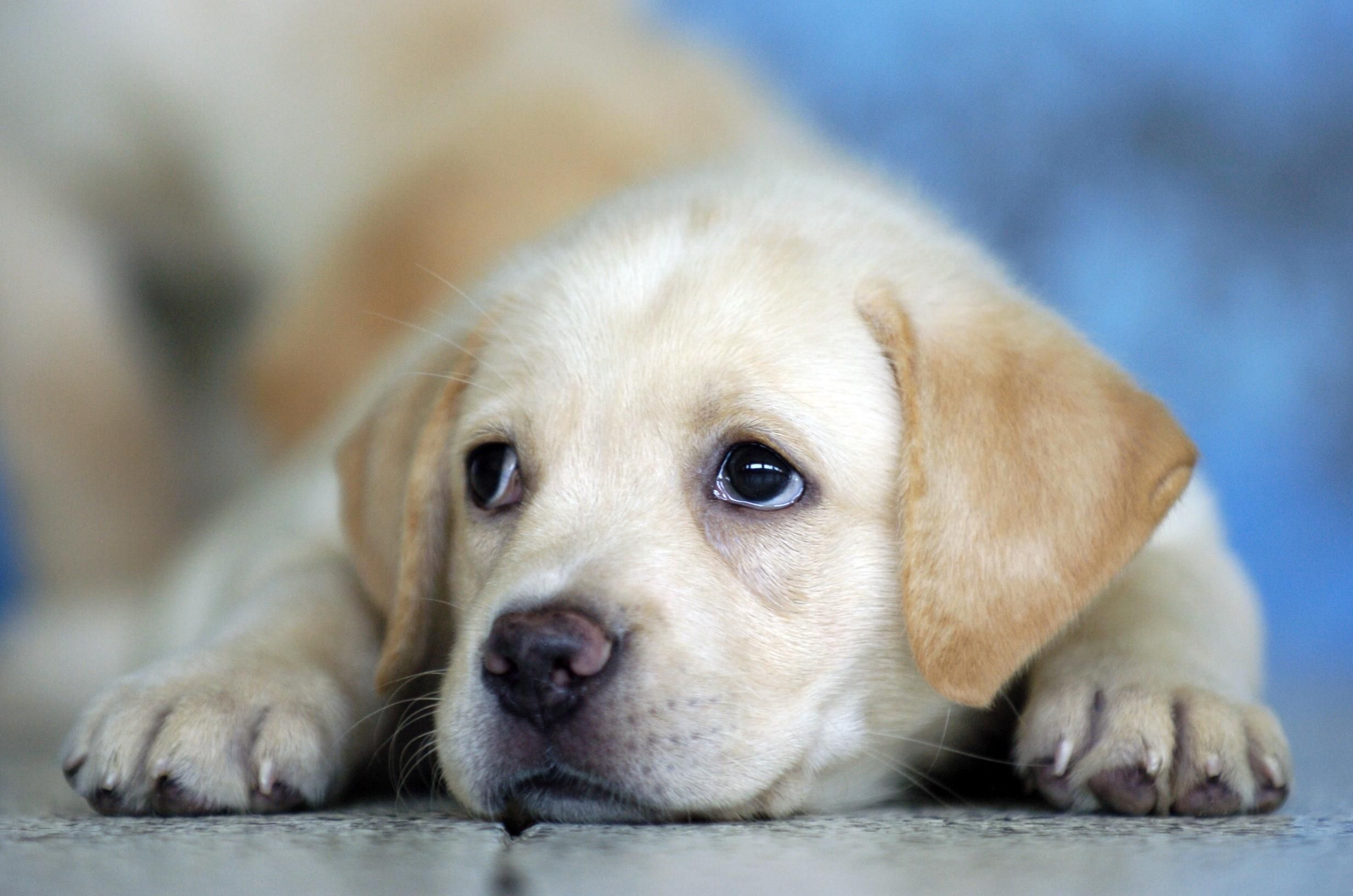 too cute!. Cute labrador puppies, Puppies, Labrador retriever puppies