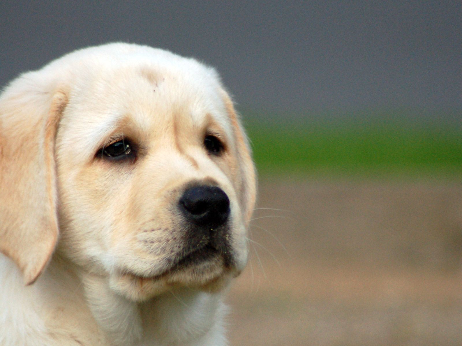 Labrador Puppies Wallpapers - Wallpaper Cave Labrador Puppies Wallpapers - Wallpaper Cave