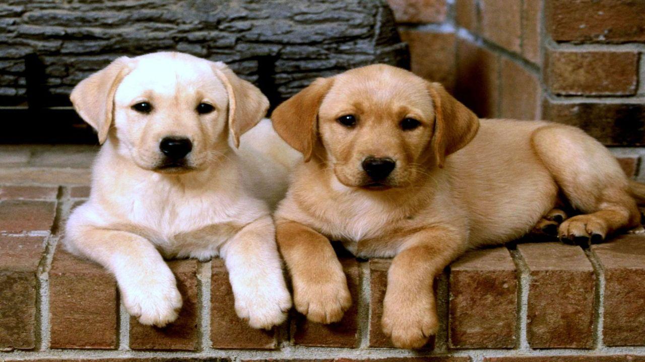 Labrador Retriever Wallpaper for Android