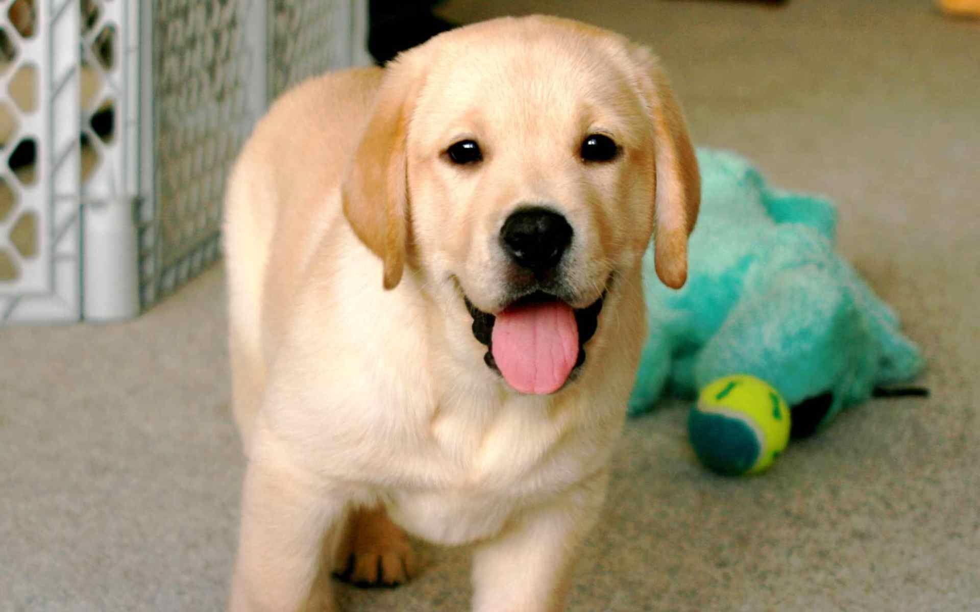 Lab puppies wallpaper